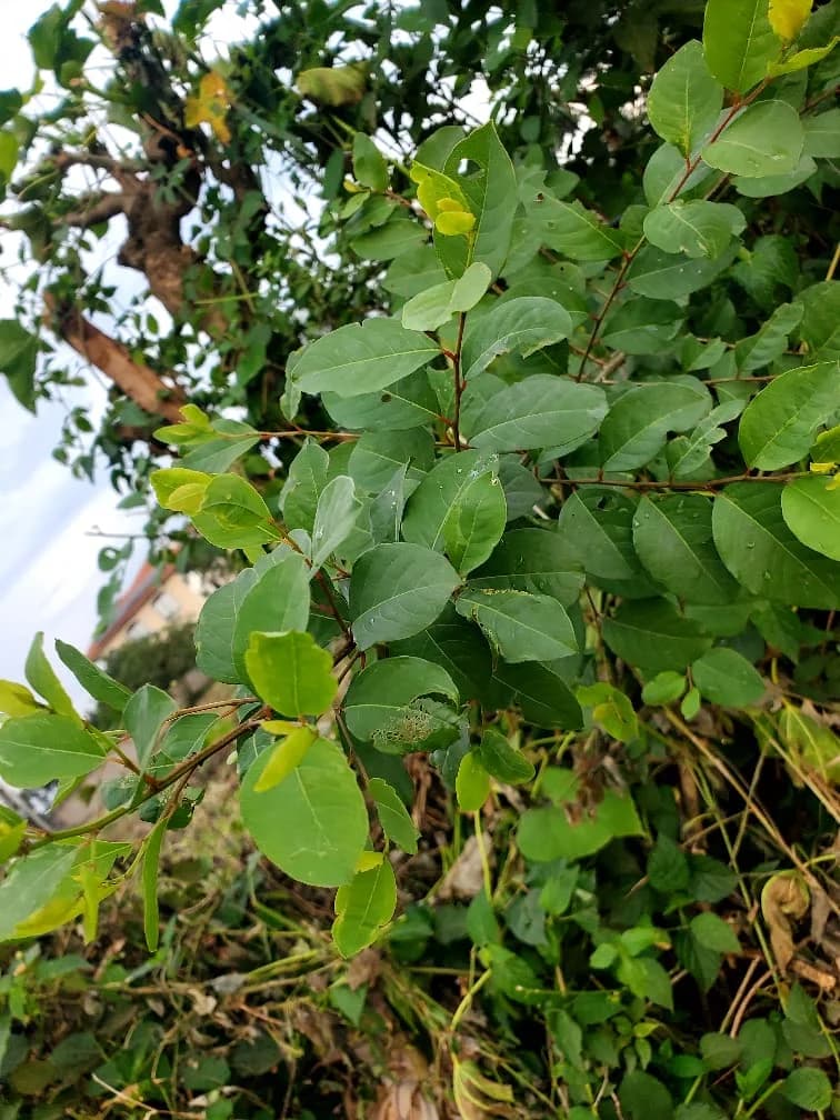 ERYAMBULULA/CLEANSING MEDICINE